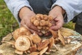 female hands of not young woman hold forest mushrooms over a basket. shallow depth of field Royalty Free Stock Photo