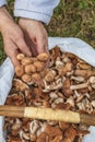 female hands of not young woman hold forest mushrooms over a basket. shallow depth of field Royalty Free Stock Photo