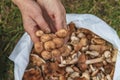 female hands of not young woman hold forest mushrooms over a basket. shallow depth of field Royalty Free Stock Photo