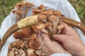 female hands of not young woman hold forest mushrooms over a basket. shallow depth of field Royalty Free Stock Photo