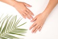 Female hands with palm leaf on white background. Tender women manicure. Beauty, welness and organic natural cosmetic