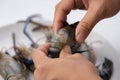 Female hands peeling prawns in the kitchen. Shrimp in hand preparing to cook Royalty Free Stock Photo