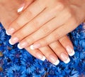 Female hands with perfect french manicure Royalty Free Stock Photo