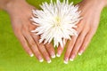 Female hands with perfect french manicure Royalty Free Stock Photo