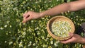 Female hands pick camomile herbal flower blooms to wicker dish. 4K