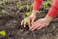 Female hands plant tomato seedlings in the ground, close-up Royalty Free Stock Photo