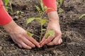 Female hands plant tomato sprout, season of vegetable planting, horticulture