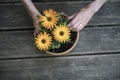 Female hands planting beautiful vibrant yellow flowers in a clay pot