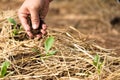 Female hands planting plants and taking care of her vegetable garden. Farmer covering young plants with dried straw to protect aga Royalty Free Stock Photo