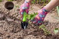 Female Hands Planting Seedling In Garden. Royalty Free Stock Photo