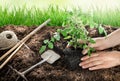 Female hands planting tomato plant in vegetable garden Royalty Free Stock Photo
