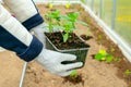 Female hands are planting zinnia flowr seedlings into the soil. Farming and gardening concept