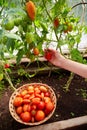 Female hands pluck ripe tomatoes from a branch. Royalty Free Stock Photo