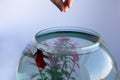 Female hands pour dried flakes in aquarium. Feeding pets, red orange colored swordtail