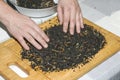 Female hands pour the tea mixture onto a wooden board to dry. The process of making a tea mixture from black tea, lemon and orange Royalty Free Stock Photo