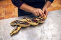 Female hands preparing a poppy seeds babka