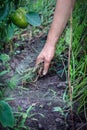 Female Hands Pull Out Weeds From Ground Garden. Weeding Weeds. Struggle Weeds Close Up.