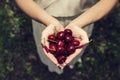 Female hands with red manicure full with ripe cherries in the orchard