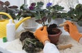 Female hands replanting potted flowers. Flowerpots, fertilizer, plant sprout, soil pile on windowsill. Indoor flowers care and Royalty Free Stock Photo