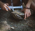 Female hands of scientist biologist zoologist takes mensuration of mediterranean tortoise by zoologist Royalty Free Stock Photo