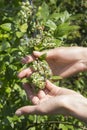 Unripe green berries of blueberry grow on the bush. Female hands touch the fruit. Royalty Free Stock Photo