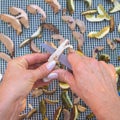 Female hands slicing edible forest mushrooms