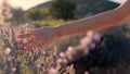Female hands slowly touching a lavender flowers on a lavender fields on a sunset