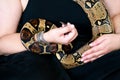 Female hands with snake. Woman holds Boa constrictor snake in hands with jewelry. Exotic tropical cold blooded reptile animal.