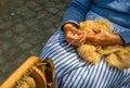 Female hands spin raw sheep wool on a spinning wheel Royalty Free Stock Photo
