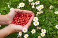 Female hands with strawberries, strawberries on a background of green grass with white daisies Royalty Free Stock Photo