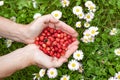 Female hands with strawberries, strawberries on a background of green grass with white daisies Royalty Free Stock Photo