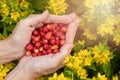 Female hands with strawberries, strawberries on a background of green grass with white daisies Royalty Free Stock Photo