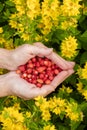 Female hands with strawberries, strawberries on a background of green grass with white daisies Royalty Free Stock Photo