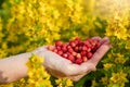 Female hands with strawberries, strawberries on a background of green grass with white daisies Royalty Free Stock Photo