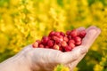 Female hands with strawberries, strawberries on a background of green grass with white daisies Royalty Free Stock Photo