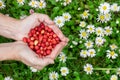 Female hands with strawberries, strawberries on a background of green grass with white daisies Royalty Free Stock Photo