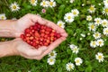 Female hands with strawberries, strawberries on a background of green grass with white daisies Royalty Free Stock Photo