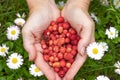 Female hands with strawberries, strawberries on a background of green grass with white daisies Royalty Free Stock Photo