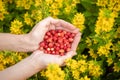 Female hands with strawberries, strawberries on a background of green grass with white daisies Royalty Free Stock Photo