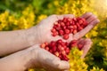 Female hands with strawberries, strawberries on a background of green grass with white daisies Royalty Free Stock Photo