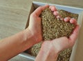 Female hands take grass seeds from a cardboard shipping box. Preparing for sowing a lawn Royalty Free Stock Photo