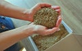 Female hands take grass seeds from a cardboard shipping box. Preparing for sowing a lawn Royalty Free Stock Photo