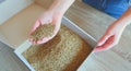 Female hands take grass seeds from a cardboard shipping box. Preparing for sowing a lawn