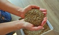 Female hands take grass seeds from a cardboard shipping box. Preparing for sowing a lawn