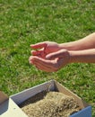 Female hands take lawn grass seeds from a cardboard shipping box against a background of green grass. Preparing for sowing a lawn Royalty Free Stock Photo