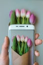 Female hands taking a picture of beautiful fresh tulips with smartphone