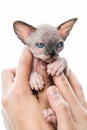 Female hands tenderly holding kitten of Canadian Sphynx Cat breed Royalty Free Stock Photo