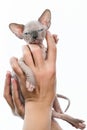 Female hands tenderly holding kitten of Canadian Sphynx Cat breed Royalty Free Stock Photo