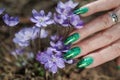 Female hands touch the first spring blue flowers Royalty Free Stock Photo