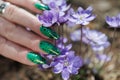 Female hands touch the first spring blue flowers Royalty Free Stock Photo